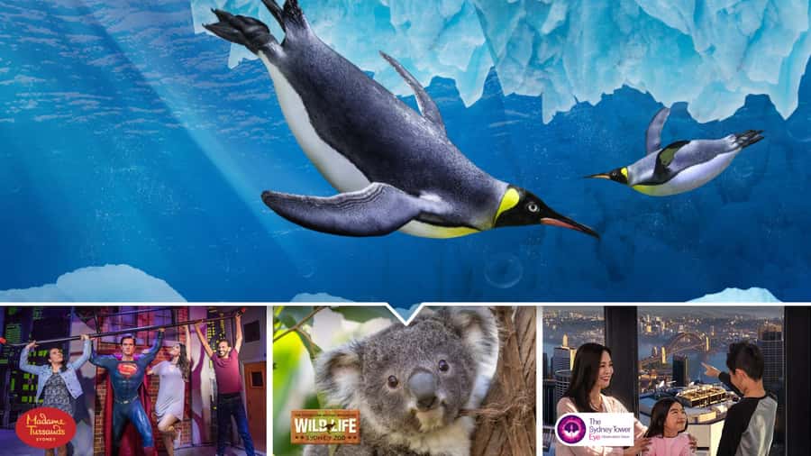 Sydney: Ultimate City Pass for 4 Attractions with Skywalk - Key Points You’ll Care About