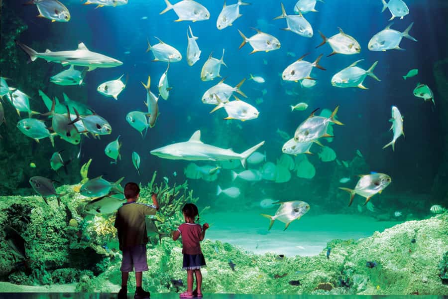 Sydney: Ultimate City Pass for 4 Attractions with Skywalk - WILD LIFE Sydney Zoo: All-Australian Animals, Conveniently Next Door