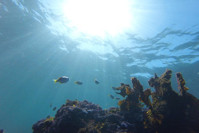 sydney underwater scooter tours - Who Should Book This Underwater Scooter Experience