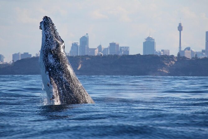 Sydney: Whale Watching Adventure Cruise - 165 Minutes at Sea: What the Timing Feels Like