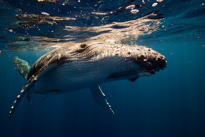 Sydney: Whale Watching Adventure Cruise - The Whale-Sighting Guarantee and the Return Cruise Safety Net