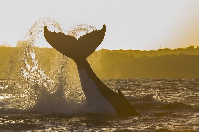 Sydney: Whale Watching Adventure Cruise - Who Should Book This Whale Watching Adventure Cruise