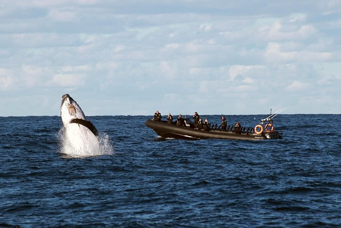 Sydney Whale-Watching by Speed Boat - Key Things to Know Before You Go