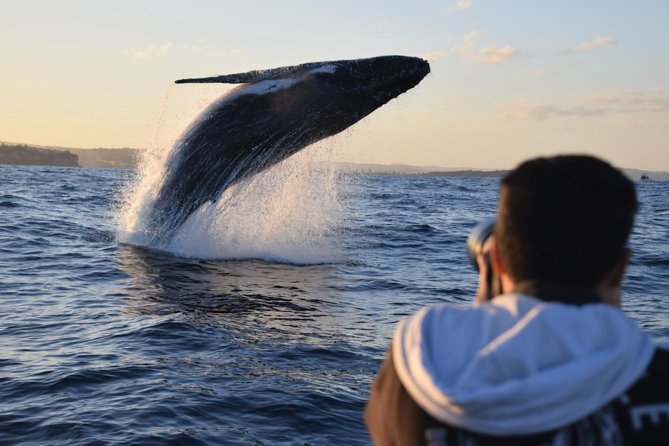 Sydney Whale-Watching by Speed Boat - Boarding at Circular Quay: Campbells Cove to the open ocean