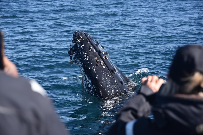 Sydney Whale-Watching by Speed Boat - Speedboat realities: comfort, seasickness risk, and health rules