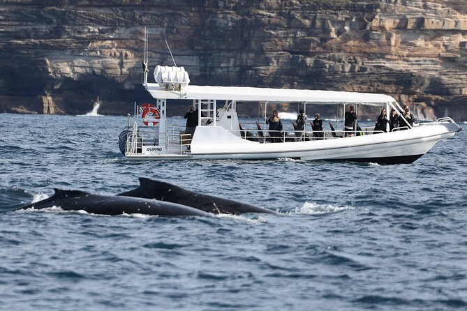 Sydney Whale-Watching by Speed Boat - Price and value: what you get for $92.52 per person