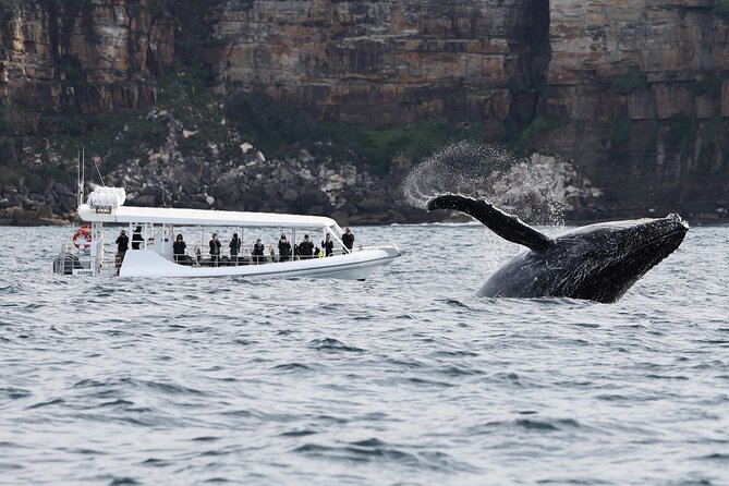 Sydney Whale-Watching by Speed Boat - Weather and last-minute changes you should plan for