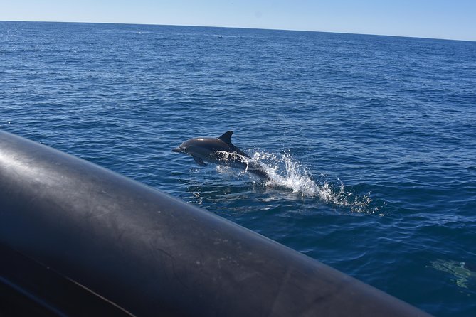 Sydney Whale-Watching by Speed Boat - Should you book this speedboat whale-watching tour?