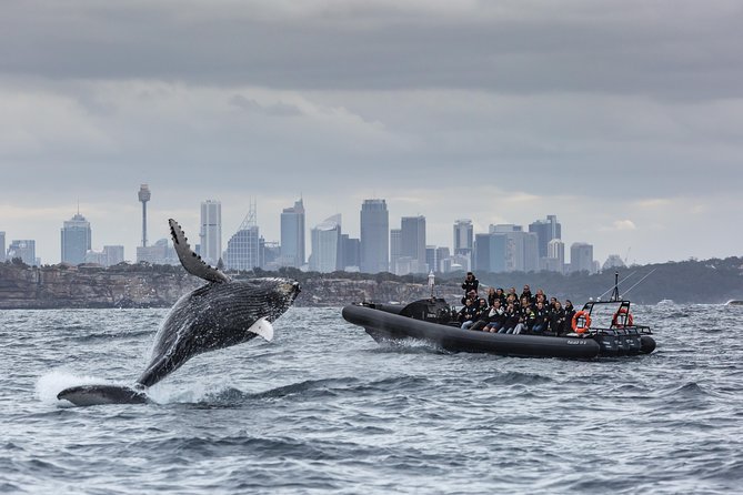 Sydney Whale-Watching by Speed Boat - Harbour Bridge and Opera House viewing on the way out