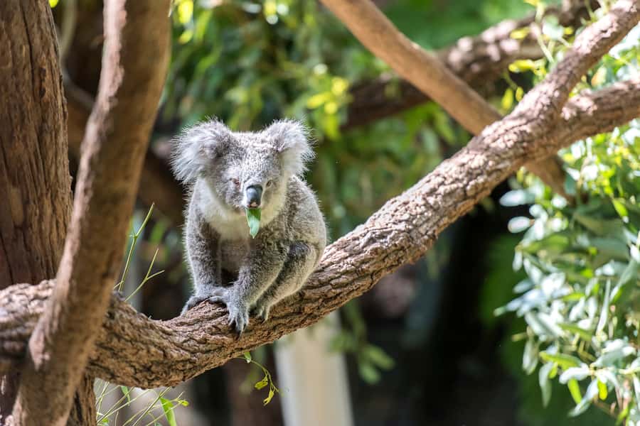 Sydney: Whale Watching Cruise and Taronga Zoo Package - The Value Equation: $95 for Cruise + Taronga Zoo + Ferry