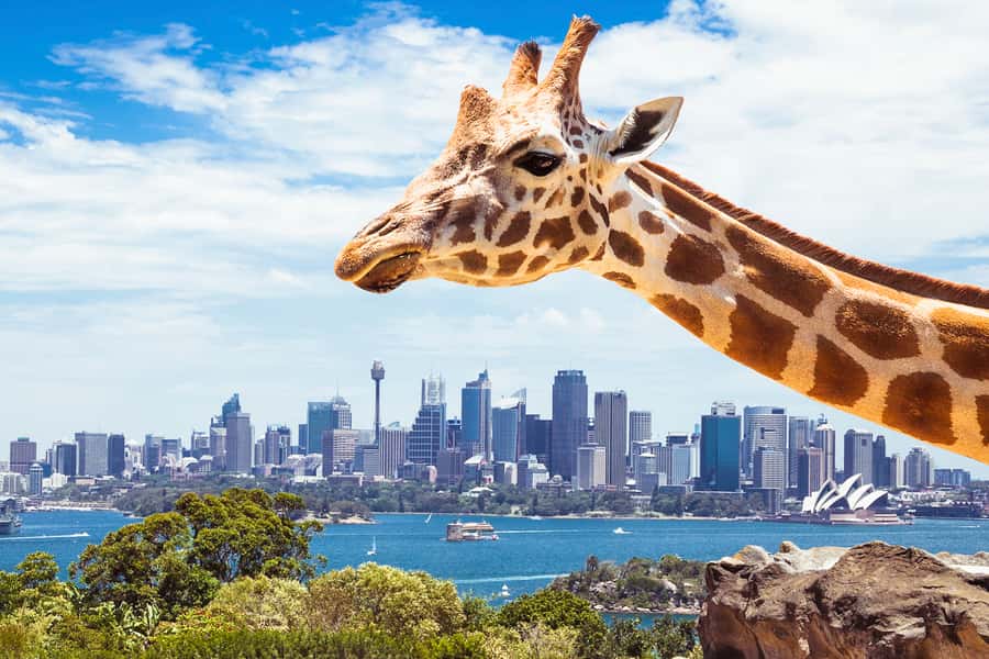 Sydney: Whale Watching Cruise and Taronga Zoo Package - Taronga Zoo in the Afternoon: Great Southern Views Plus Animal Variety