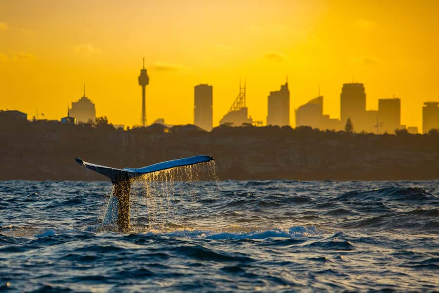 Sydney: Whale Watching Cruise and Taronga Zoo Package - What You’ll Actually See: Whales, Distance, and the Chance of Big Moments