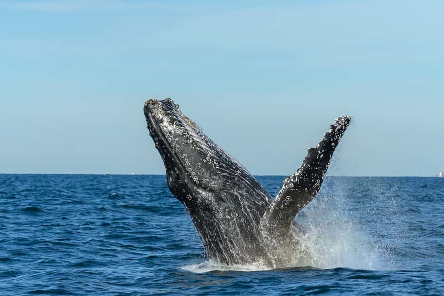 Sydney: Whale Watching Cruise and Taronga Zoo Package - Comfort, Safety, and Motion: Small Choices That Make a Big Difference