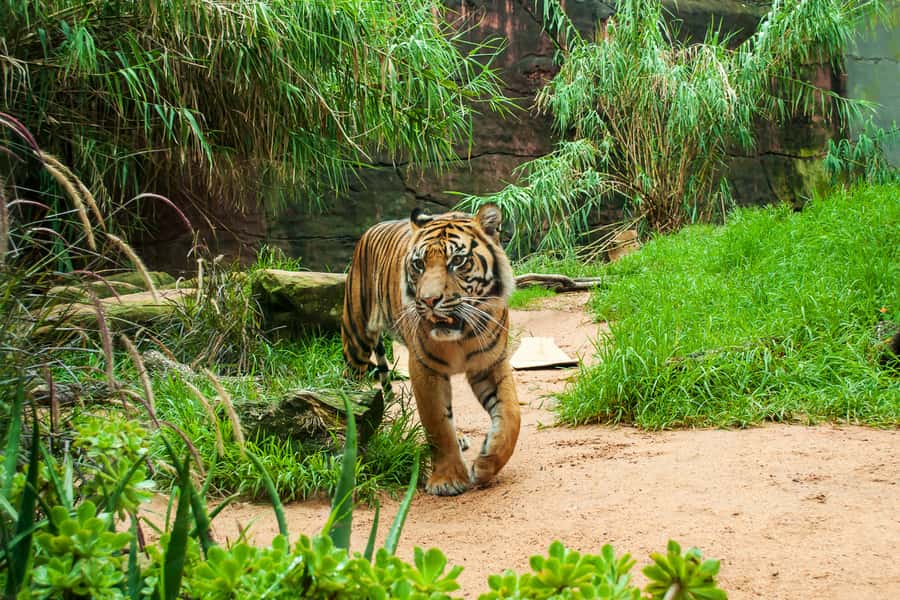 Sydney: Whale Watching Cruise and Taronga Zoo Package - Price Breakdown: What You’re Really Paying For