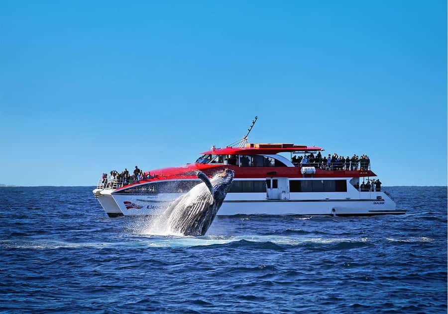 Sydney: Whale Watching Cruise and Taronga Zoo Package - Whale-Sighting Reality Check: Guarantee Language vs. What Can Still Go Wrong