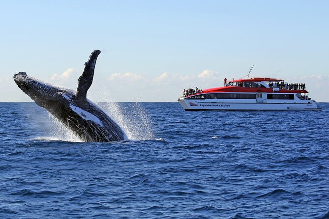 Sydney Whale Watching Cruise from Circular Quay - Key highlights worth marking on your map