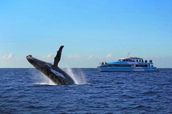 Sydney Whale Watching Cruise from Circular Quay - What’s included vs what you’ll want to bring