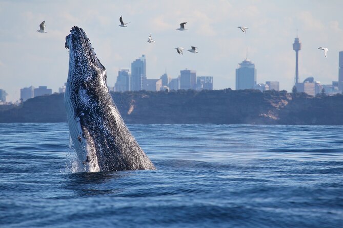 Sydney Whale Watching Cruise from Circular Quay - Price and value: is $68.14 worth 2.5 hours?