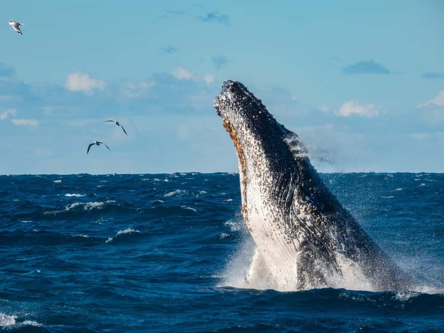 Sydney Whale Watching Cruise with Breakfast or Lunch - Key things to notice before you go