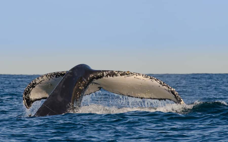 Sydney Whale Watching Cruise with Breakfast or Lunch - From Circular Quay to Sydney Heads: what that “4 hours” really feels like