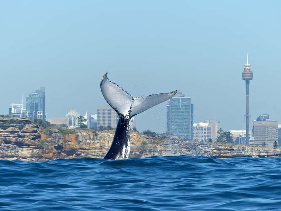 Sydney Whale Watching Cruise with Breakfast or Lunch - Whale watching techniques you can use the moment you see activity