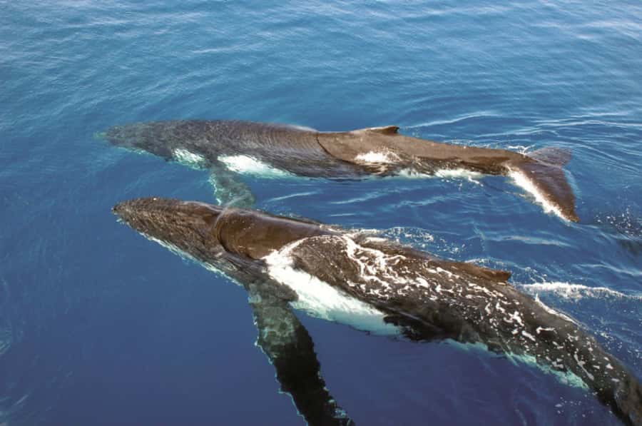 Sydney Whale Watching Cruise with Breakfast or Lunch - The cruise rhythm: when you’ll learn the most (and when you might miss the guide)