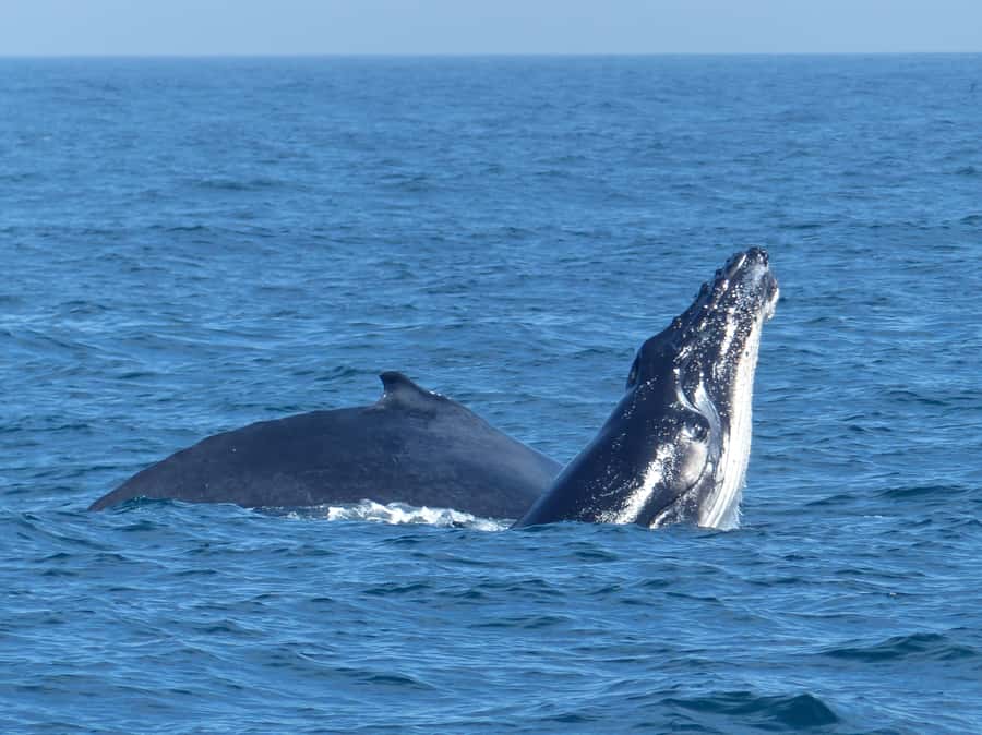 Sydney Whale Watching Cruise with Breakfast or Lunch - Migration timing: why May to November is your best bet