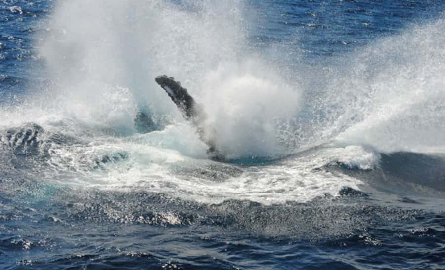 Sydney Whale Watching Cruise with Breakfast or Lunch - Practical tips: seasickness, clothing, and where to stand