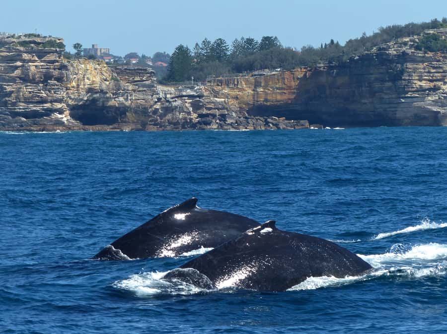 Sydney Whale Watching Cruise with Breakfast or Lunch - What makes this cruise memorable beyond the whales
