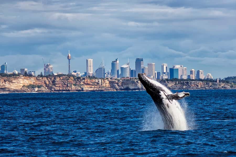 Sydney Whale Watching Cruise with Breakfast or Lunch - Breakfast or BBQ lunch: the meal is part of the strategy