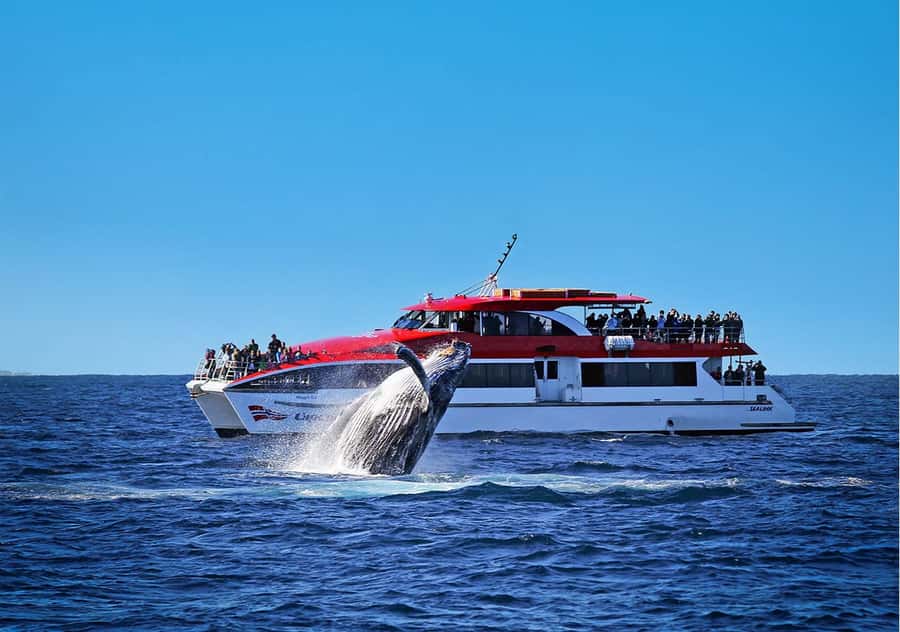 Sydney: Whale Watching & Hop On Hop Off Cruise Package - Key highlights at a glance