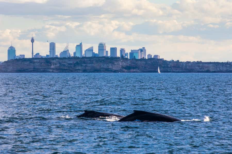 Sydney: Whale Watching & Hop On Hop Off Cruise Package - Timing: what happens when the whale cruise is day one only