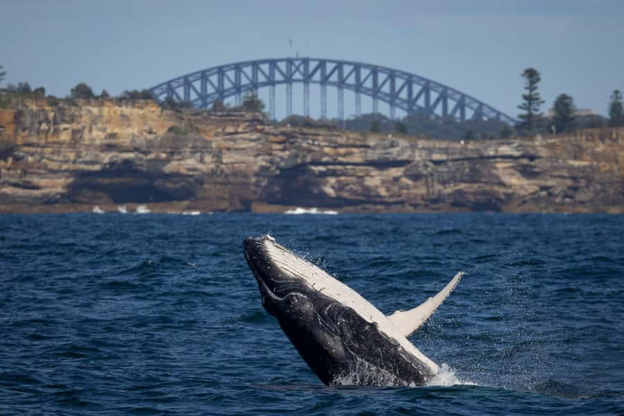 Sydney: Whale Watching & Hop On Hop Off Cruise Package - Whale watching cruise from Circular Quay Wharf 6