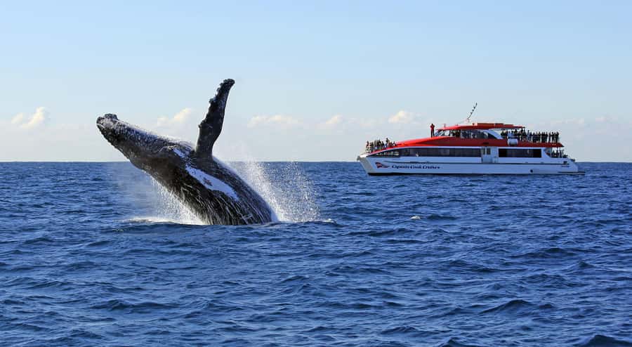Sydney: Whale Watching & Wildlife Cruise - Circular Quay Wharf 6 to the harbour entrance: how the timing works