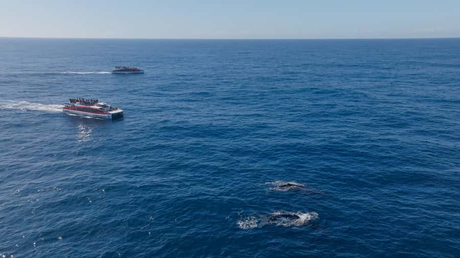 Sydney: Whale Watching & Wildlife Cruise - Price and value: is $67 worth 150 minutes of whale season?
