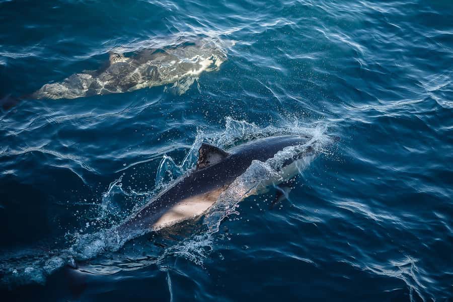 Sydney: Whale Watching & Wildlife Cruise - The whale sightings guarantee: how to plan when nature doesn’t cooperate