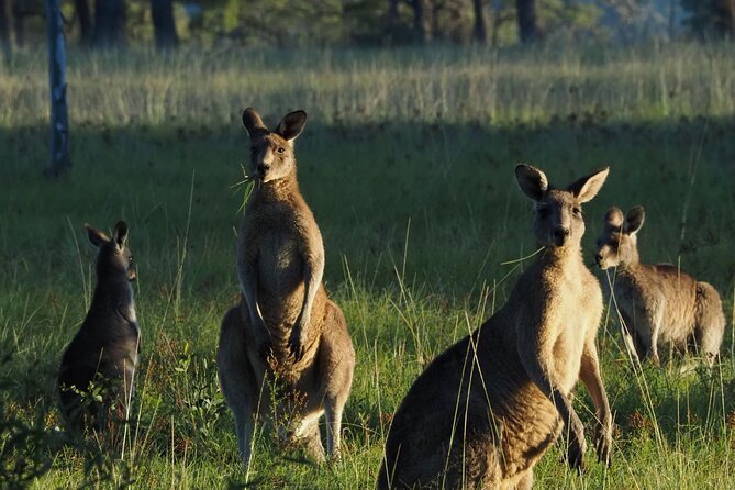 Sydney Wildlife Safari - Southern Highlands wildlife timing: why the day is built for sightings