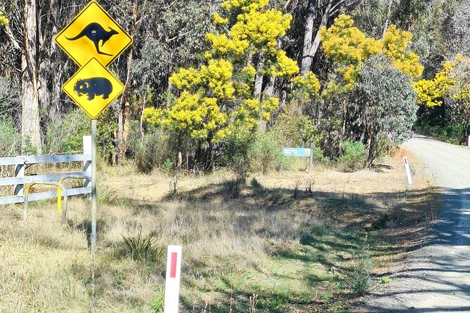Sydney Wildlife Safari - From Circular Quay to Bowral: the comfort (and limits) of the trip