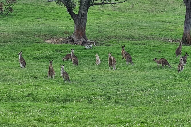 Sydney Wildlife Safari - The corridor idea in action: what Great Western Wildlife Corridor means for you