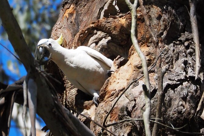 Sydney Wildlife Safari - Dusk platypus search: the rare moment that makes the whole day click