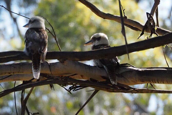 Sydney Wildlife Safari - Dinner at Australia’s oldest licensed inn: staying fueled for night spotting