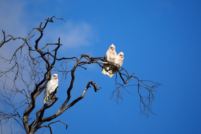 Sydney Wildlife Safari - Night spotlighting: wombats, possums, and Tawny Frogmouths