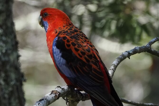 Sydney Wildlife Safari - Lunch in Bowral: learning to read the signs before you start walking