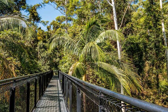 Tamborine Rainforest Skywalk + Hop on Hop off Bus - Key things I think you’ll like
