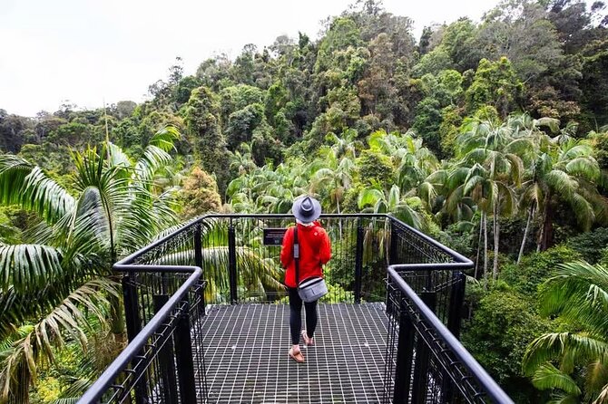 Tamborine Rainforest Skywalk + Hop on Hop off Bus - Tamborine National Park: rainforests, volcanic scenery, and Curtis Falls