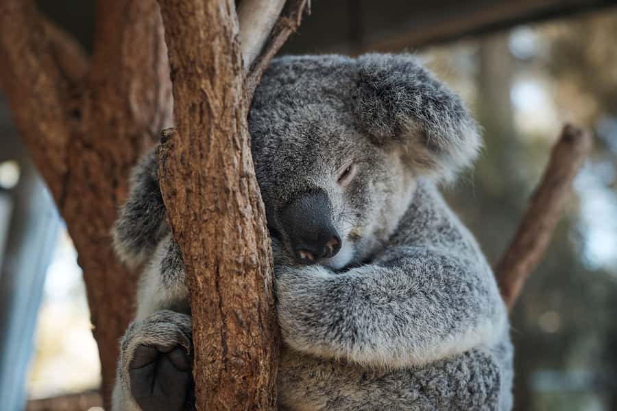 Taronga Zoo Aussie Backyard Adventure - Key highlights to look for