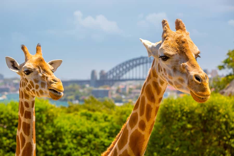 Taronga Zoo Aussie Backyard Adventure - Entering Taronga Zoo for the Aussie Backyard Adventure
