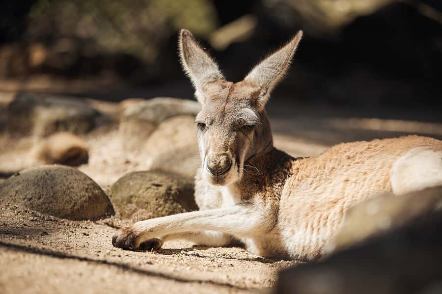 Taronga Zoo Aussie Backyard Adventure - Nura Diya: why the tour starts in the right precinct
