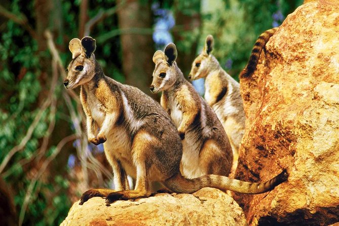 Taronga Zoo Entry & Sydney Harbour 2-Day Hop On Hop Off Cruise - Key things you should know before you go