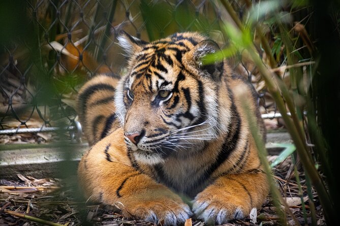 Taronga Zoo Entry & Sydney Harbour 2-Day Hop On Hop Off Cruise - A harbor cruise that earns its keep with a real zoo day